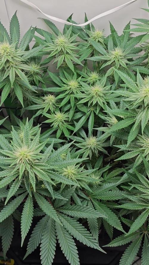 Vgrow | White Truffle