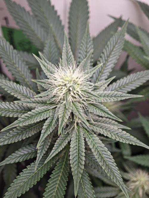 Vgrow | White Truffle. Week 10