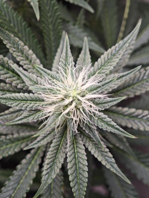 Vgrow | White Truffle. Week 10