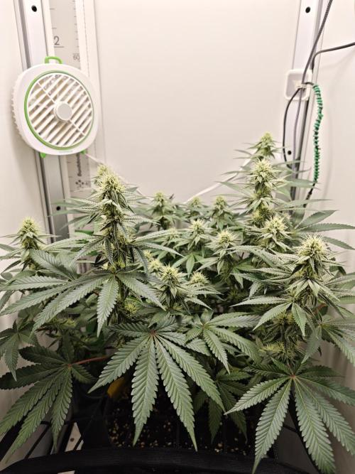 Vgrow | White Truffle. Week 11