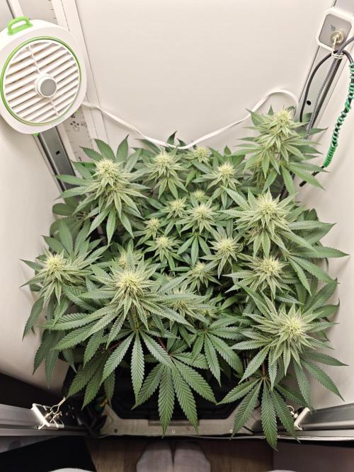 Vgrow | White Truffle. Week 11