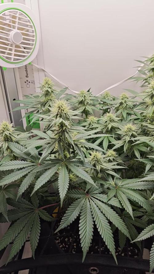 Vgrow | White Truffle