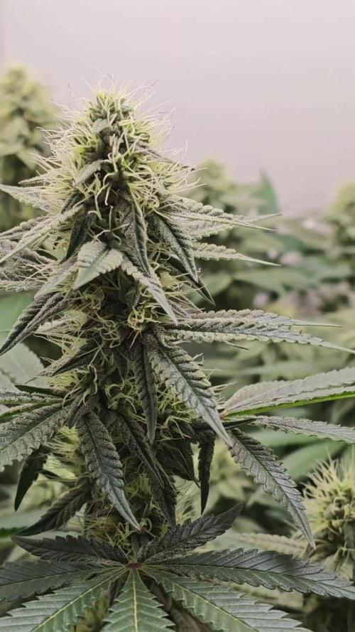 Vgrow | White Truffle