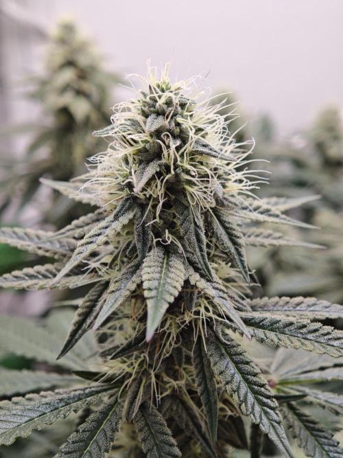 Vgrow | White Truffle. Week 12