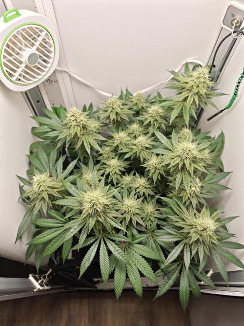 Vgrow | White Truffle. Week 12