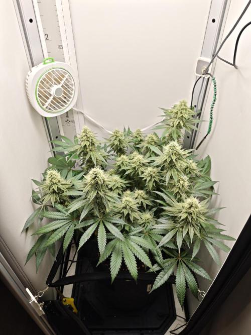 Vgrow | White Truffle. Week 12
