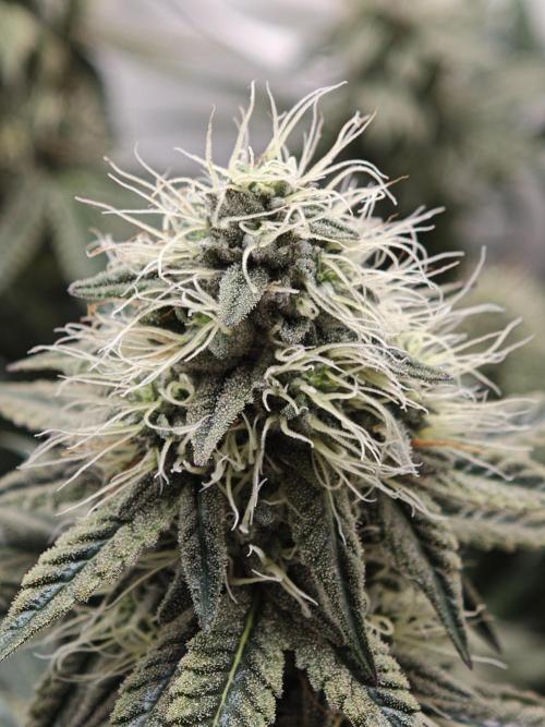 Vgrow | White Truffle. Week 12