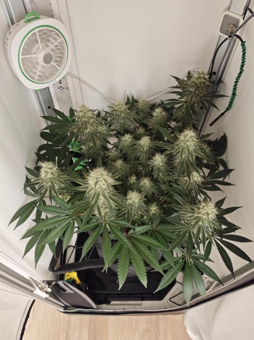 Vgrow | White Truffle. Week 12