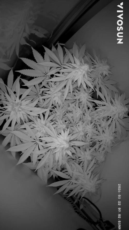 Vgrow | White Truffle