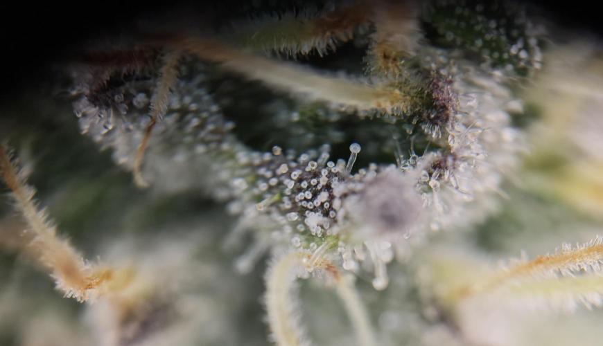Vgrow | White Truffle. Week 12