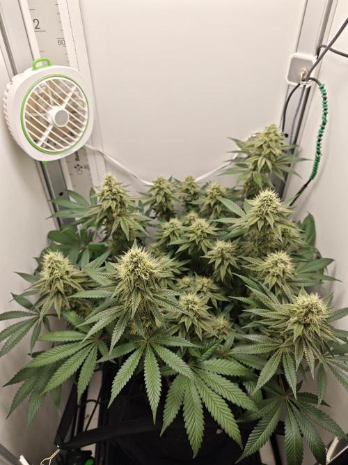 Vgrow | White Truffle. Week 13