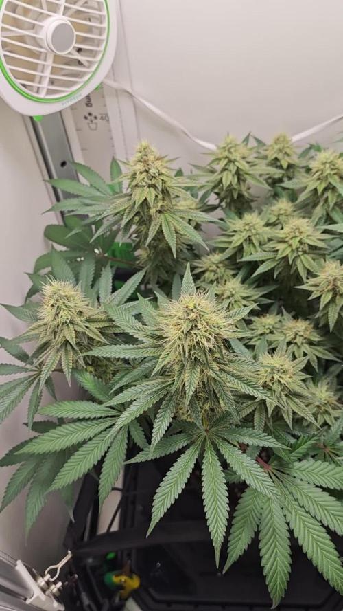 Vgrow | White Truffle