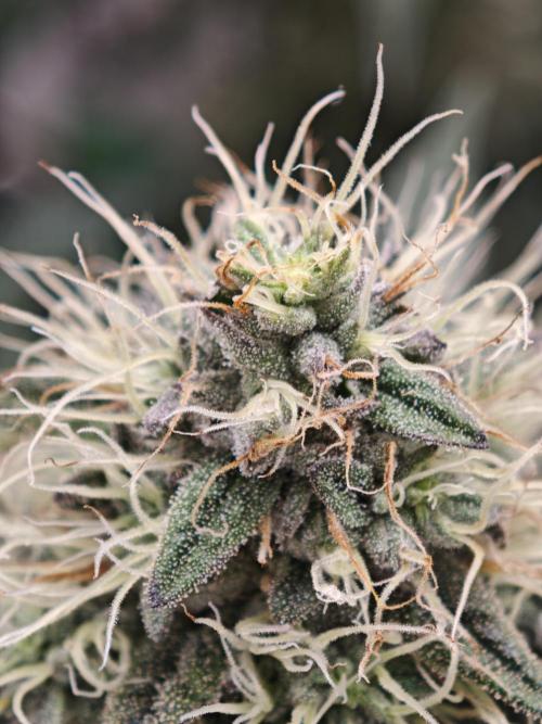 Vgrow | White Truffle. Week 13