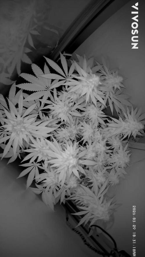 Vgrow | White Truffle