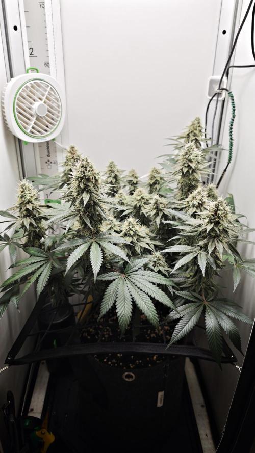 Vgrow | White Truffle. Week 14