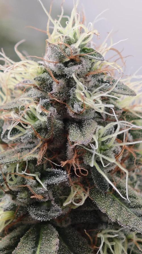 Vgrow | White Truffle