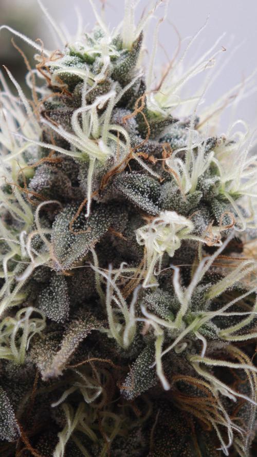 Vgrow | White Truffle. Week 14