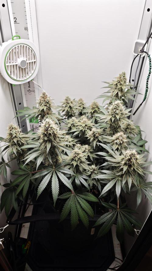 Vgrow | White Truffle. Week 14