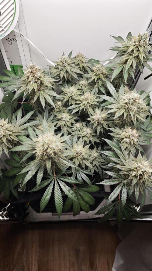 Vgrow | White Truffle. Week 14