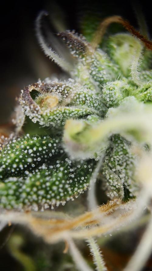 Vgrow | White Truffle. Week 15