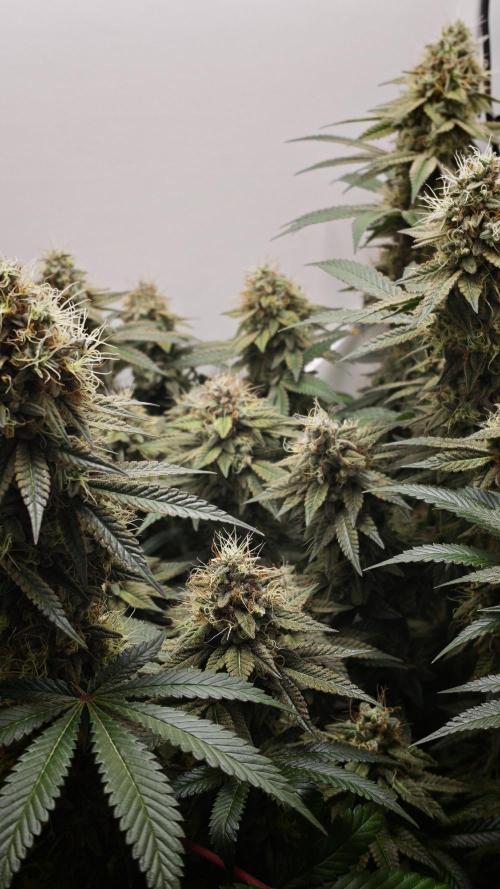 Vgrow | White Truffle. Week 15