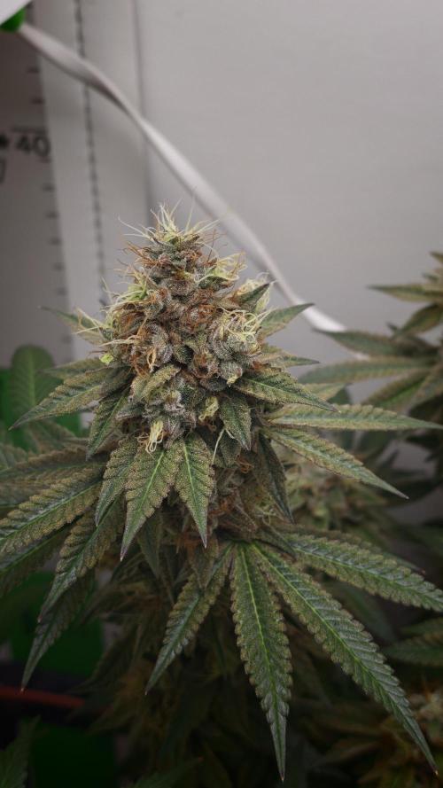 Vgrow | White Truffle. Week 15