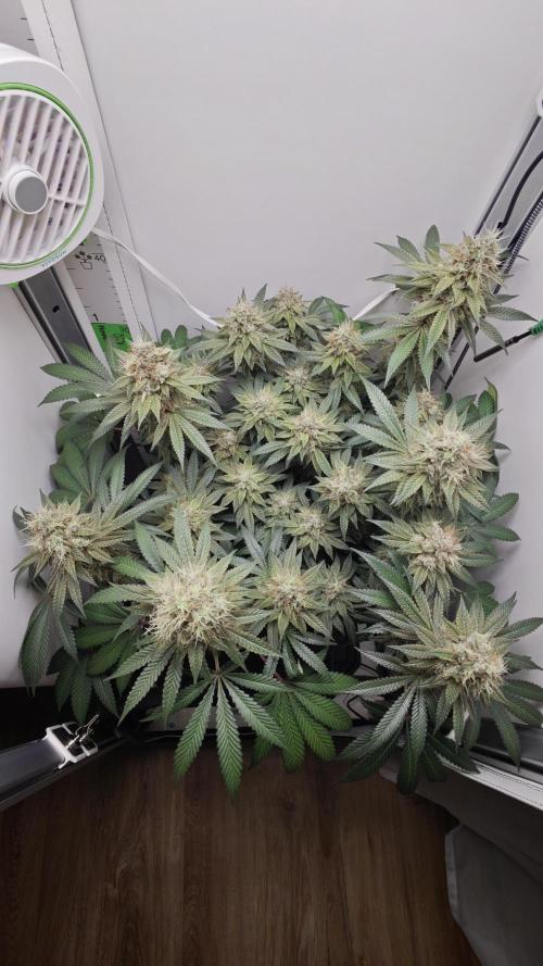 Vgrow | White Truffle. Week 15