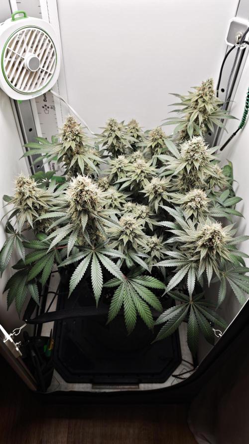 Vgrow | White Truffle. Week 15