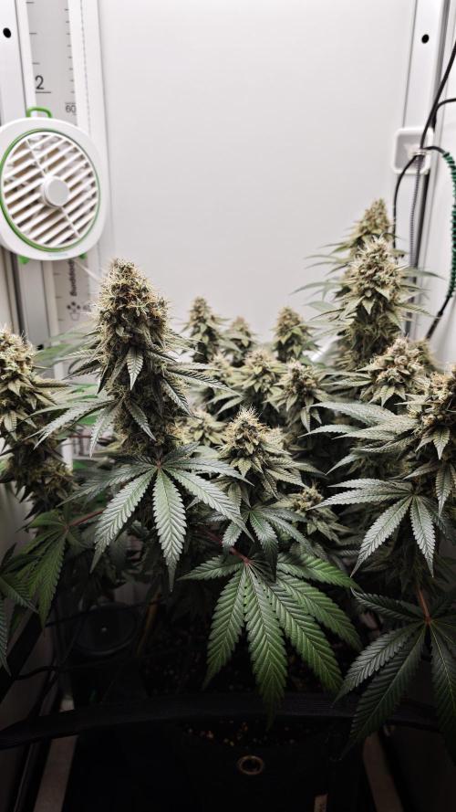 Vgrow | White Truffle. Week 15