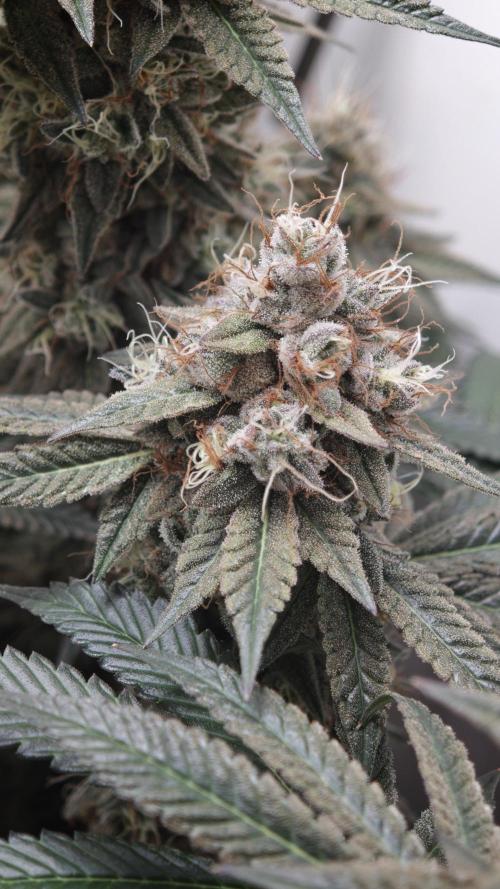 Vgrow | White Truffle. Week 15