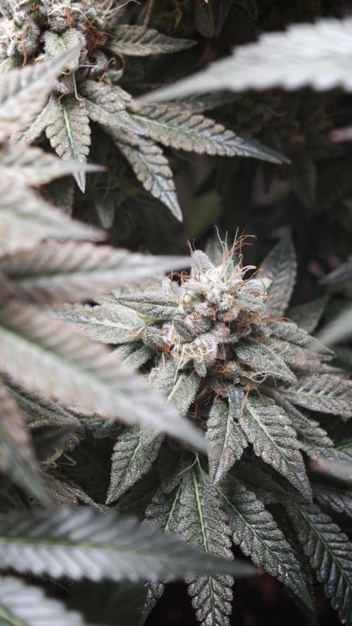 Vgrow | White Truffle. Week 15