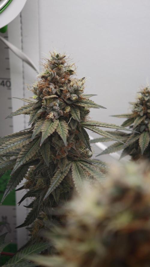 Vgrow | White Truffle. Week 15