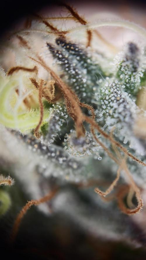 Vgrow | White Truffle. Week 16