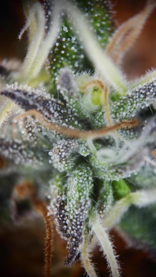 Vgrow | White Truffle. Week 16