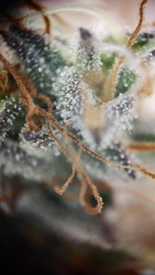 Vgrow | White Truffle. Week 16