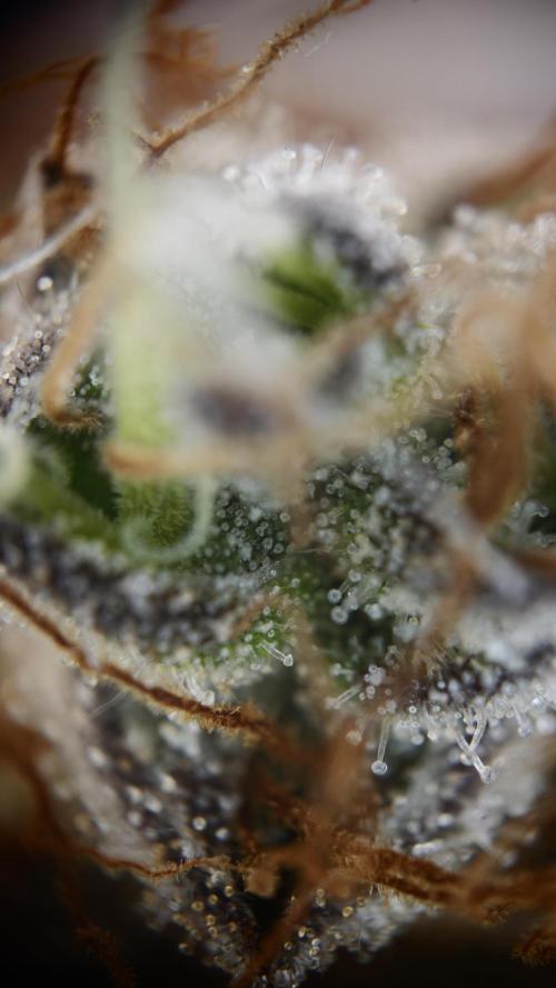 Vgrow | White Truffle. Week 16