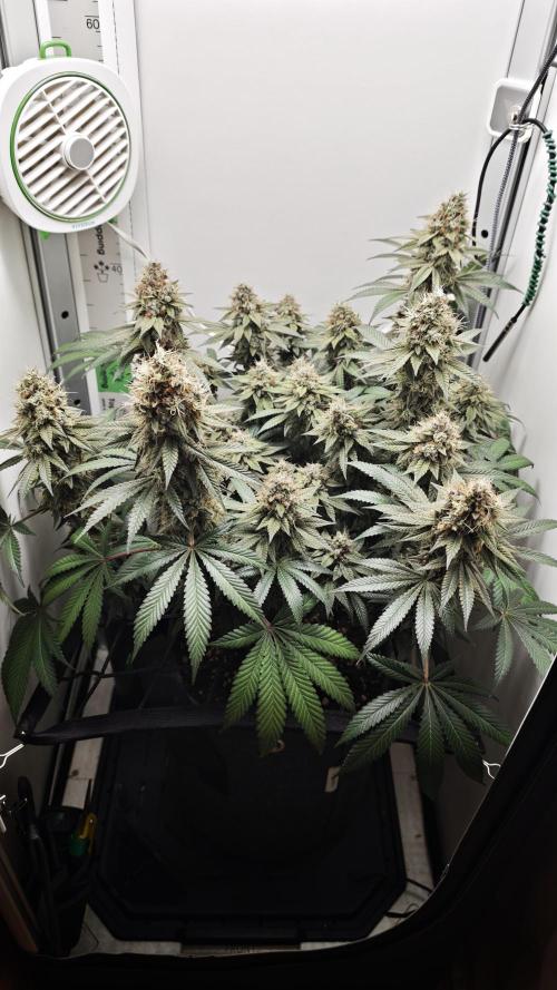 Vgrow | White Truffle. Week 16
