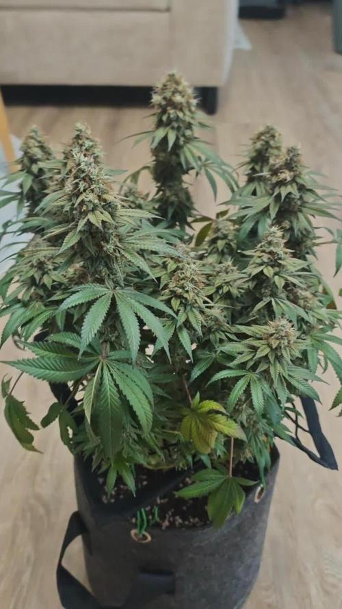 Vgrow | White Truffle