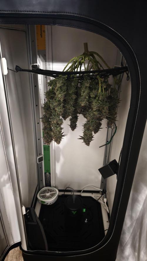 Vgrow | White Truffle. Week 17