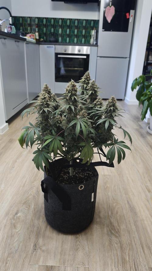 Vgrow | White Truffle. Week 17