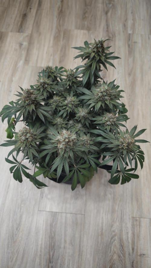 Vgrow | White Truffle. Week 17
