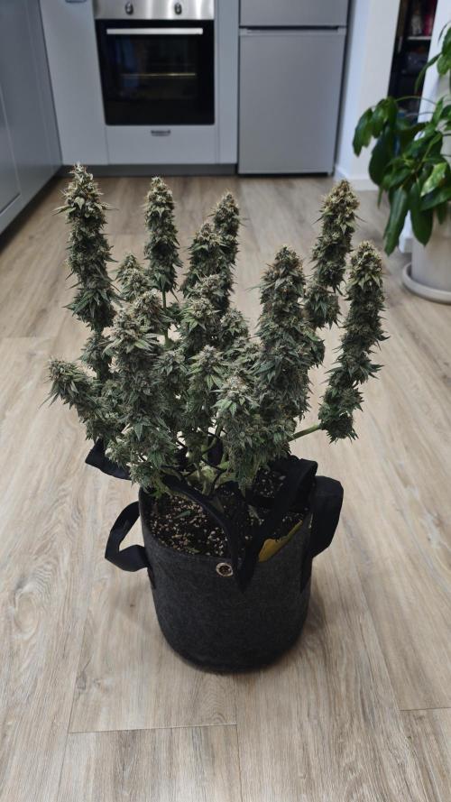 Vgrow | White Truffle. Week 17