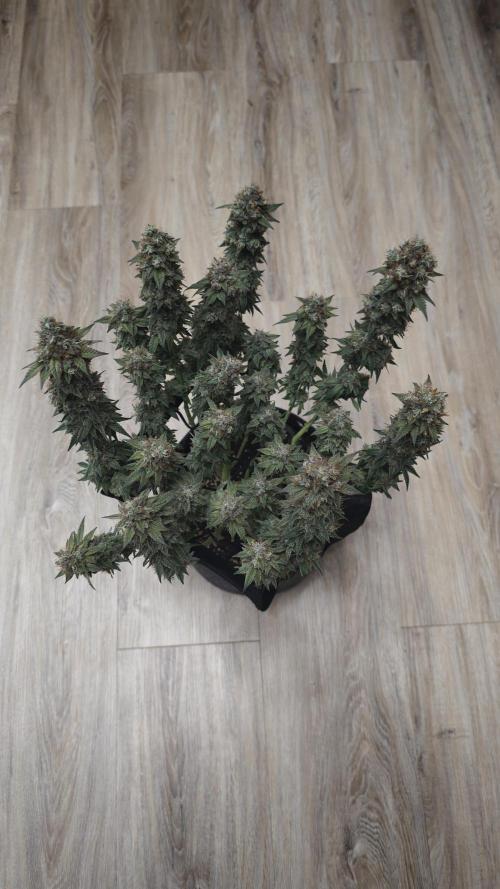 Vgrow | White Truffle. Week 17