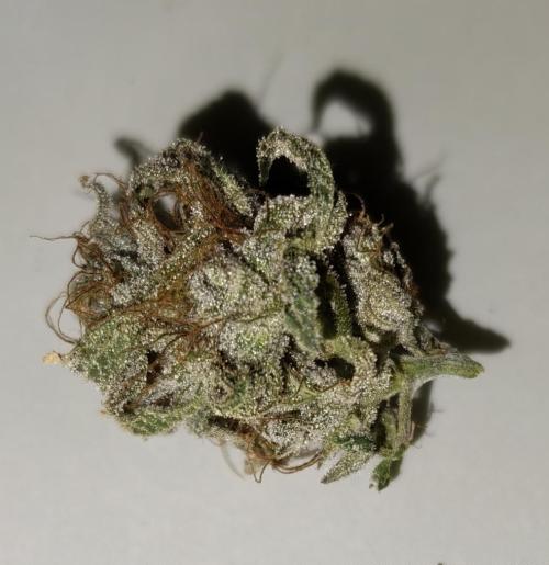 Vgrow | White Truffle. Week 17 - Popcorn bud