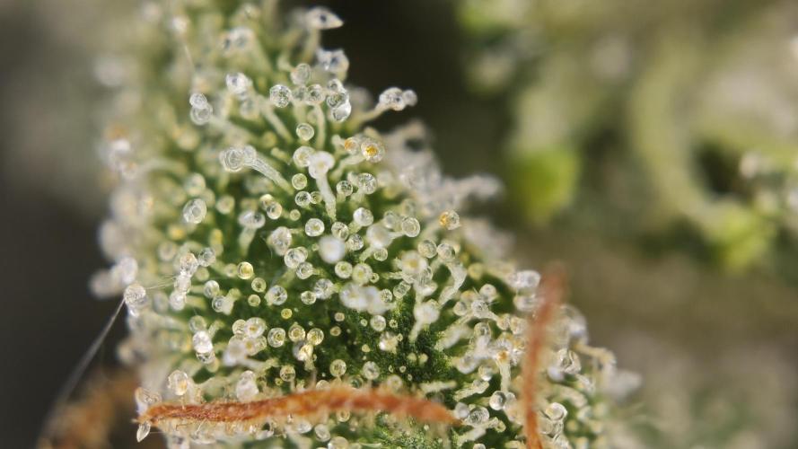Vgrow | White Truffle. Week 17