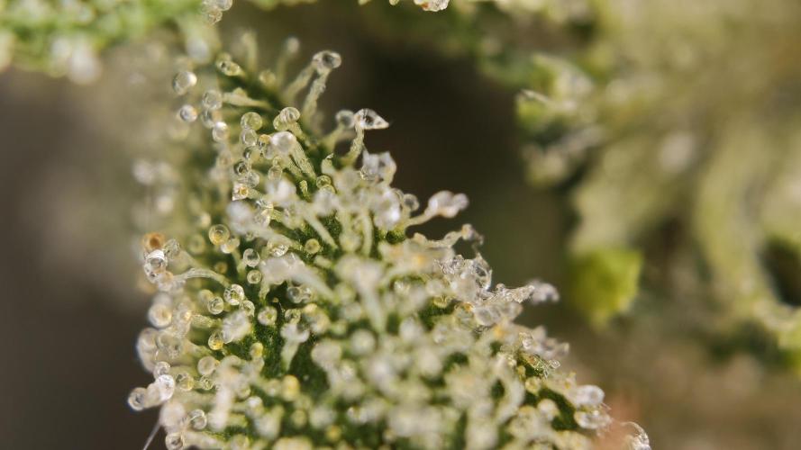 Vgrow | White Truffle. Week 17