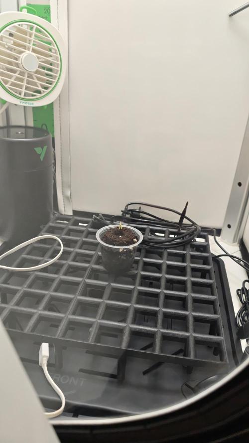 Grape Gas|Vgrow. Week 0