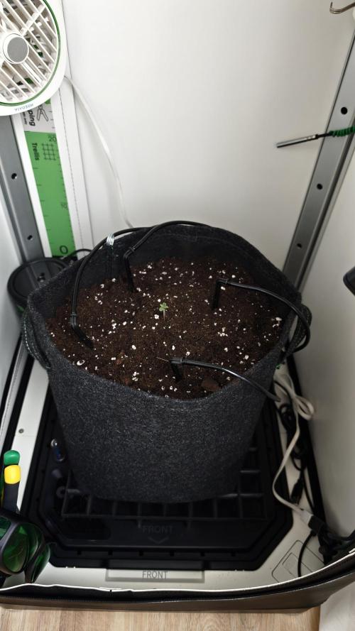 Grape Gas|Vgrow. Week 0