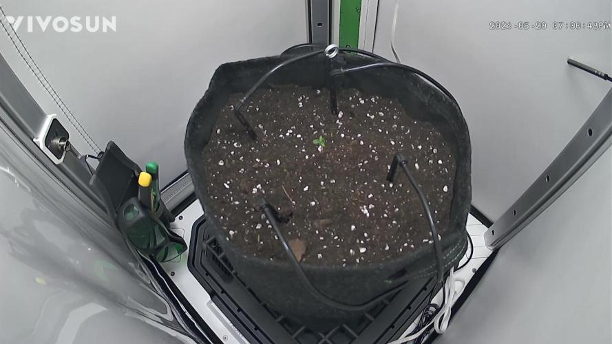 Flexfeed. Week 0