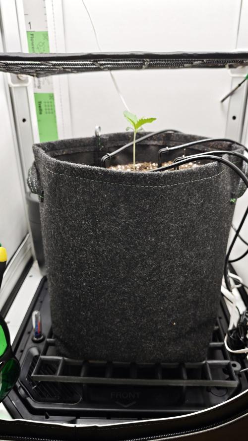 Grape Gas|Vgrow. Week 0